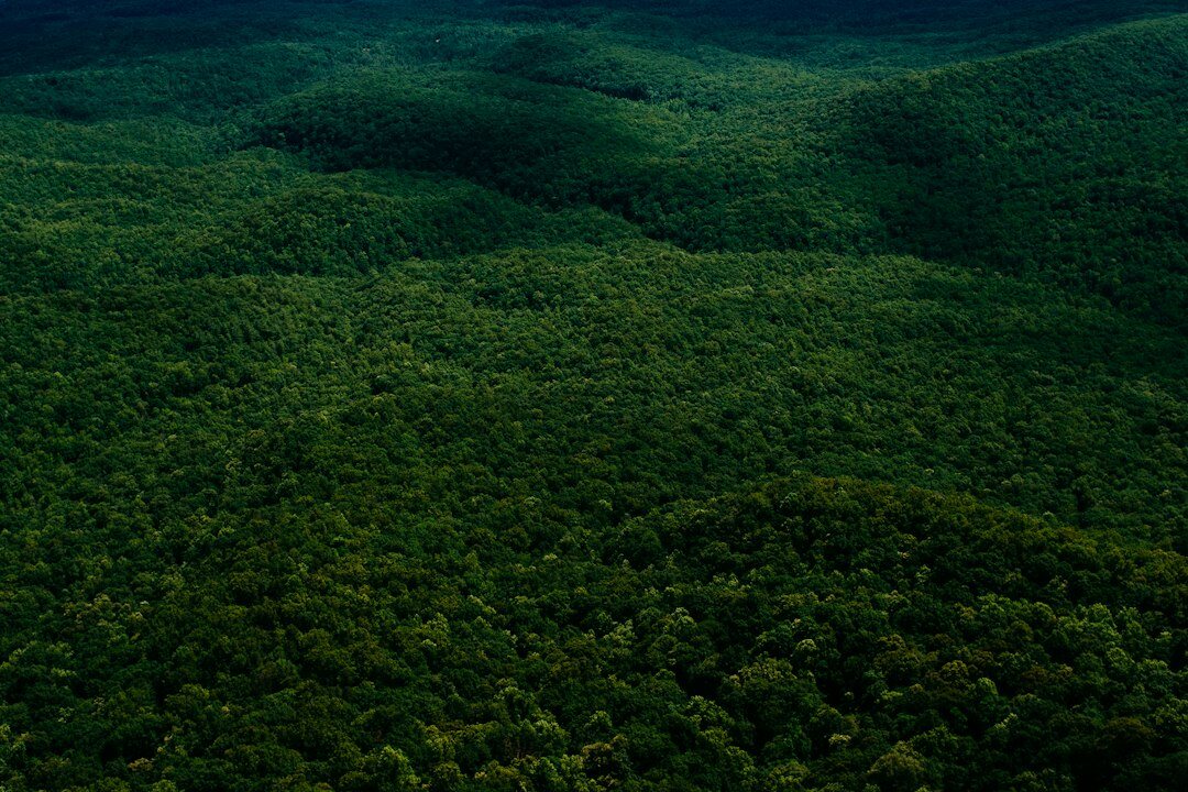 satellite monitoring forest